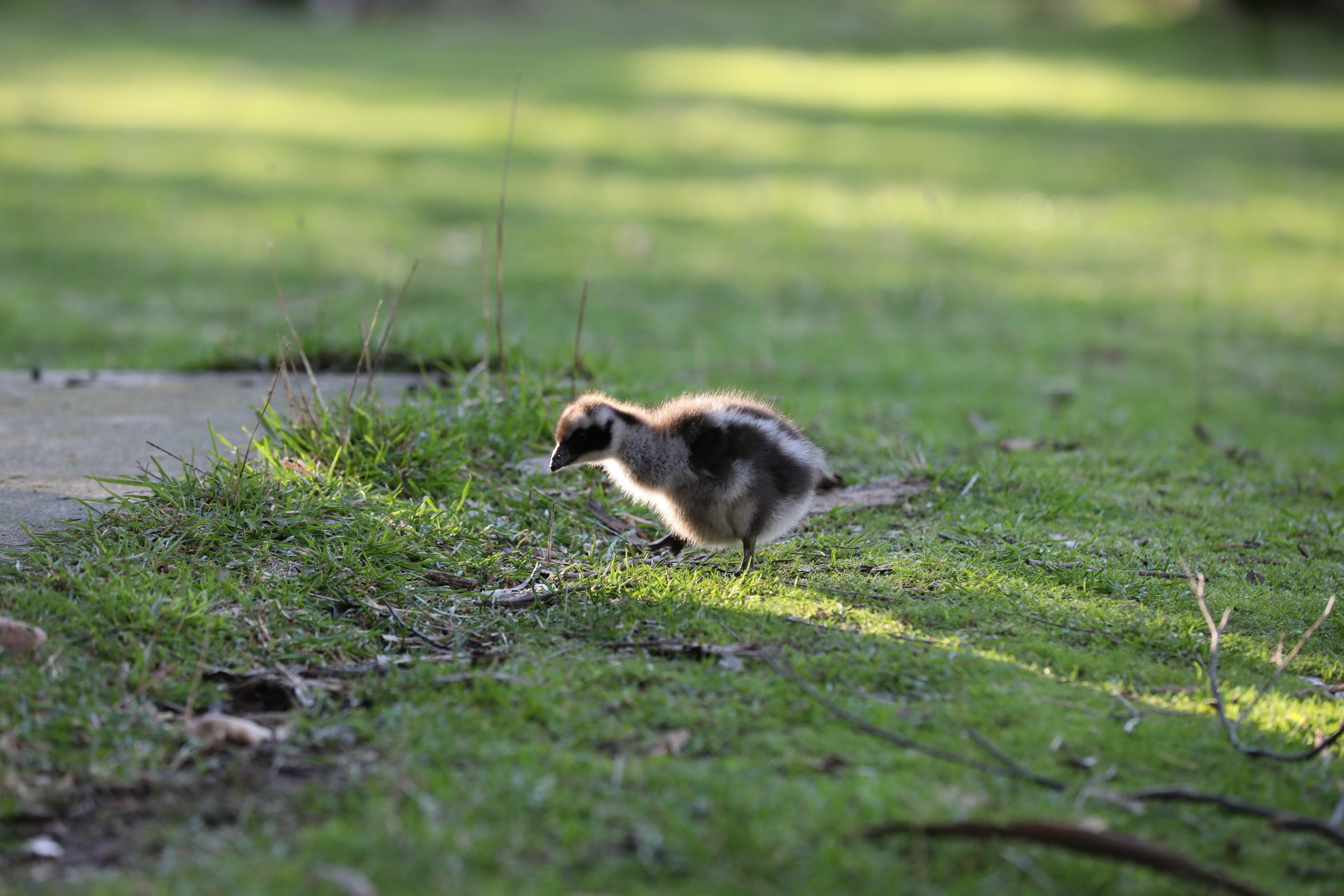 2019 07 19 15 48 56 Canon EOS 5D Mark IV 0049